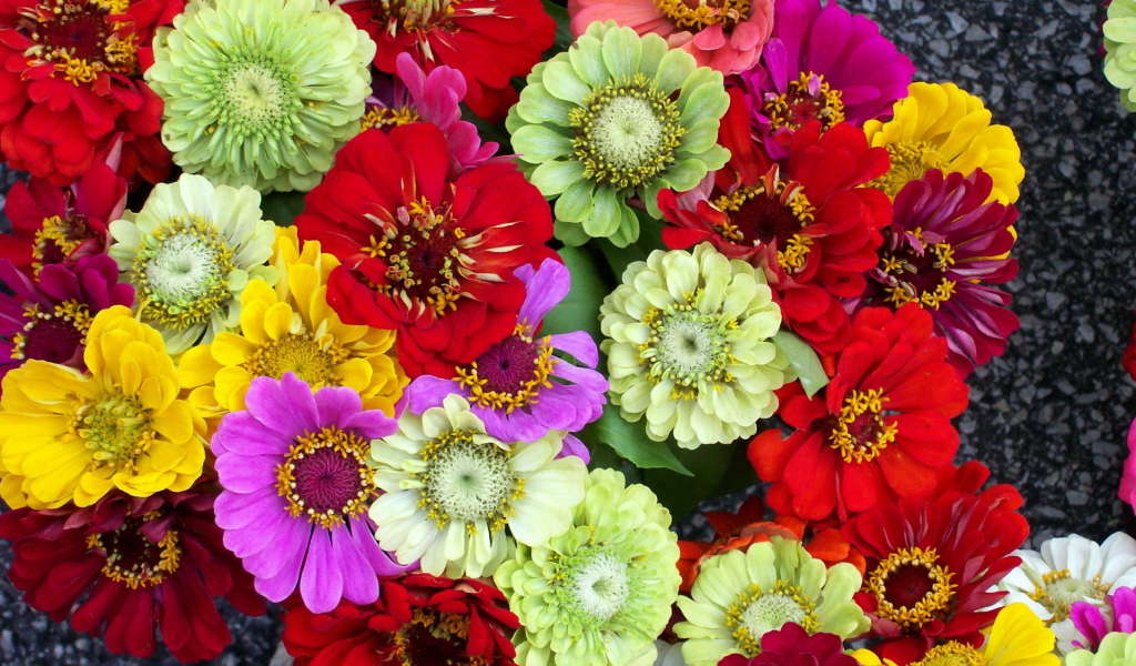 Красивая цинния в саду