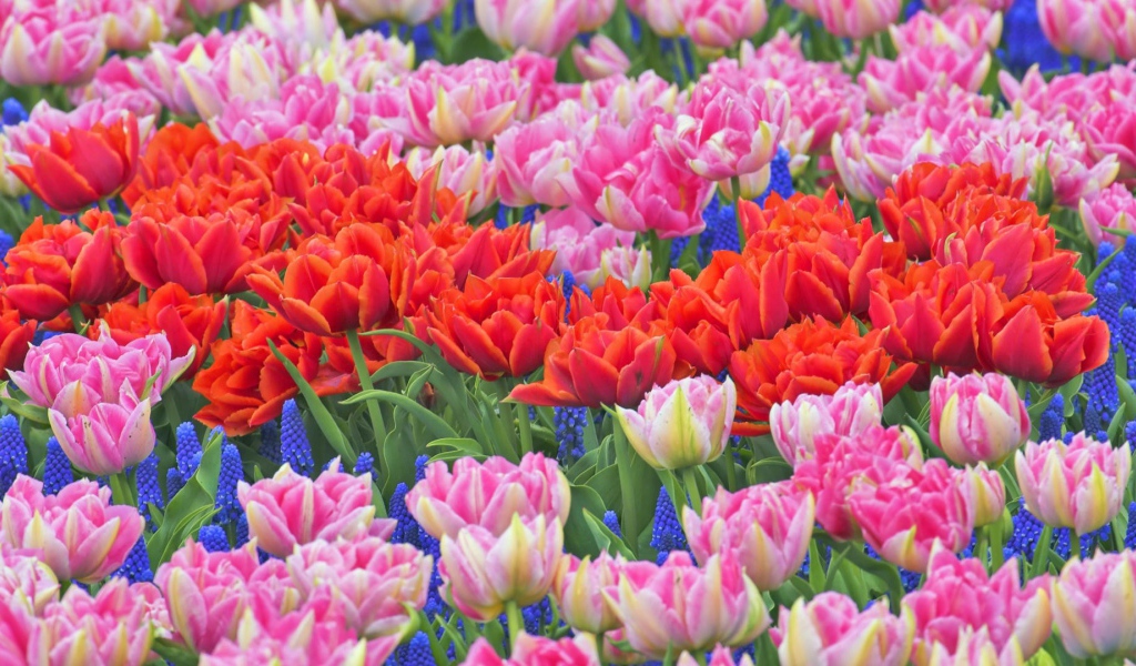 Клумба из тюльпанов