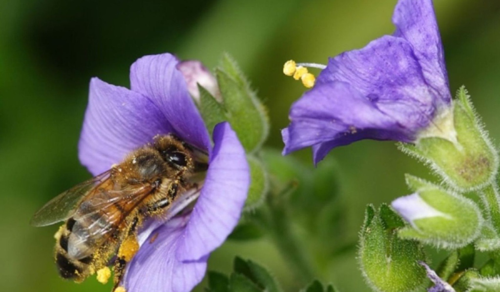 Пчела на колокольчике