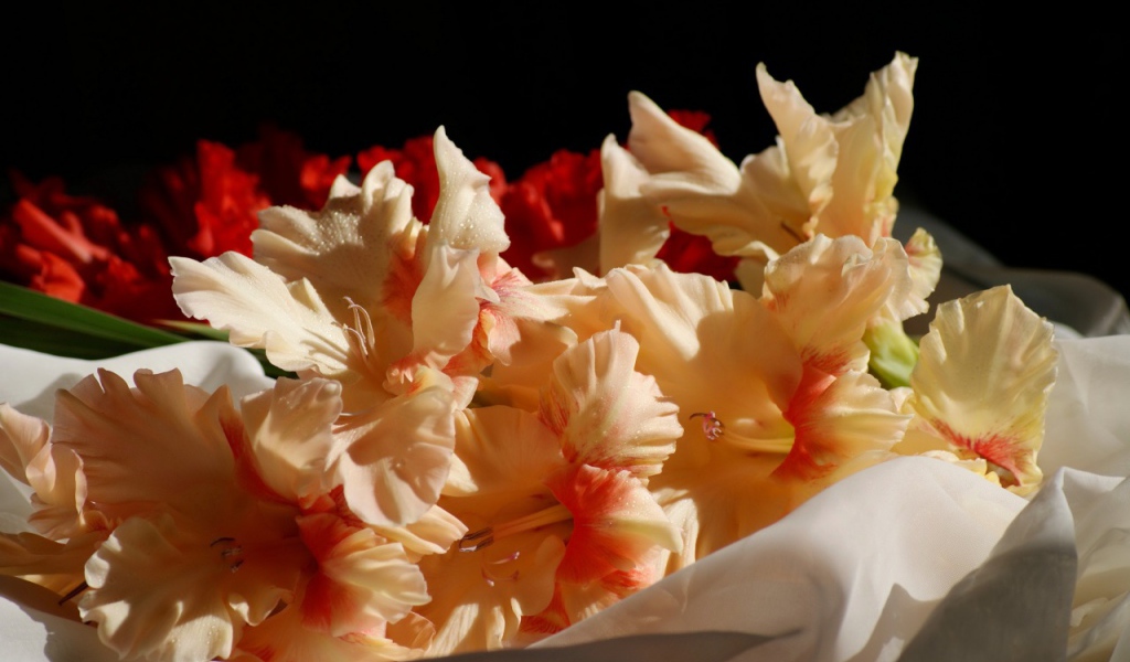 Бежевые цветы гладиолуса