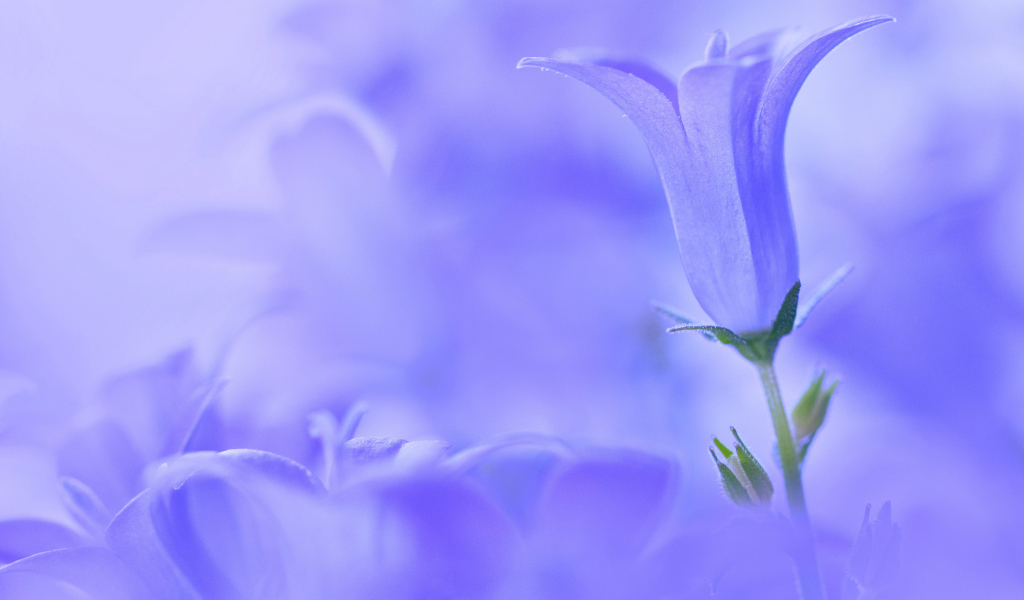 Колокольчик на голубом фоне