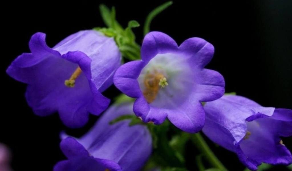 Колокольчики на черном фоне