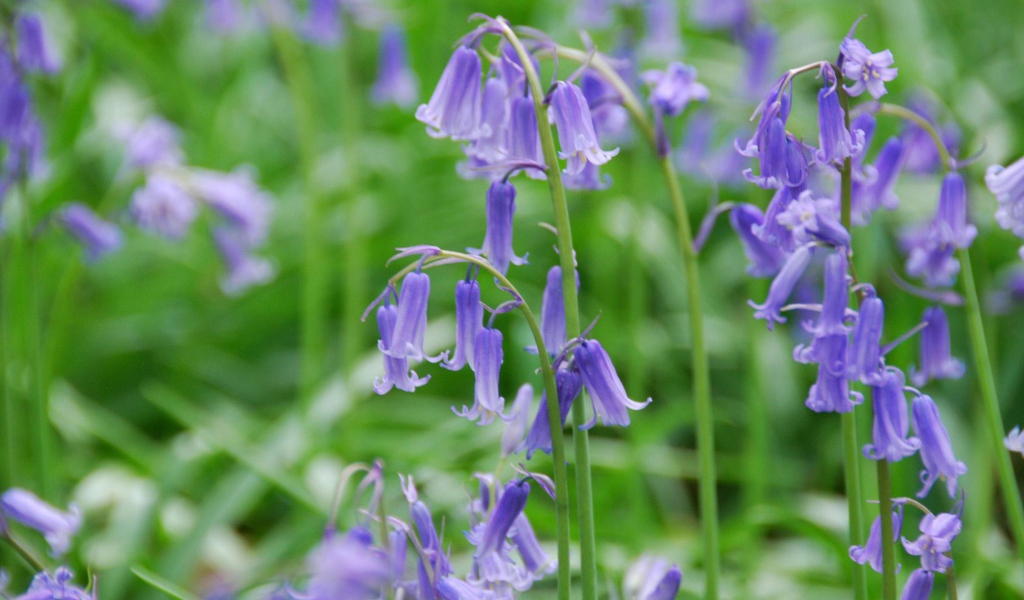 Колокольчики на лугу