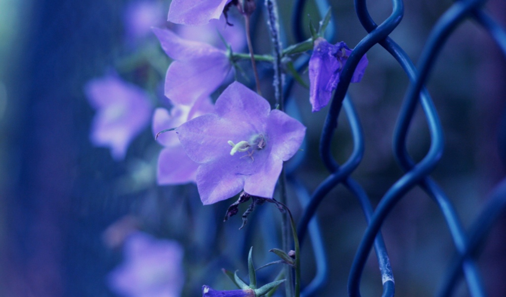 Колокольчики плетутся по забору