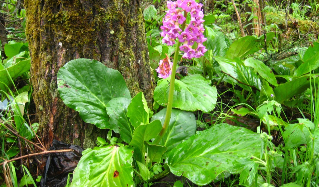 Красивые многолетние цветы бадан в лесу