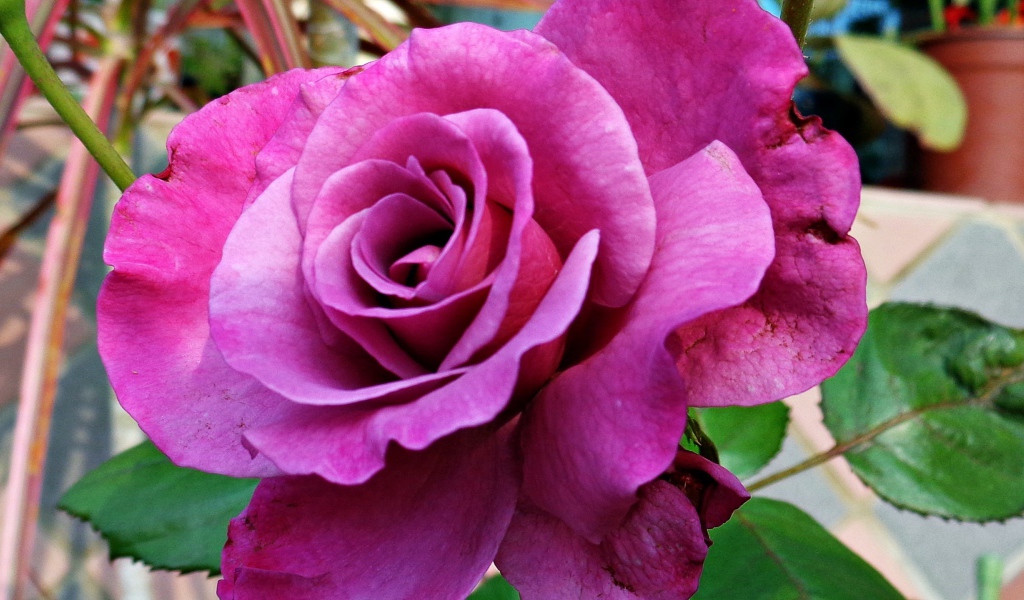 Большая фиолетовая роза