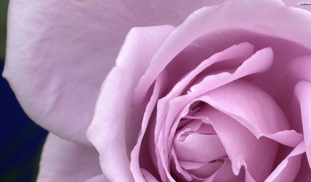 Большая фиолетовая роза крупным планом