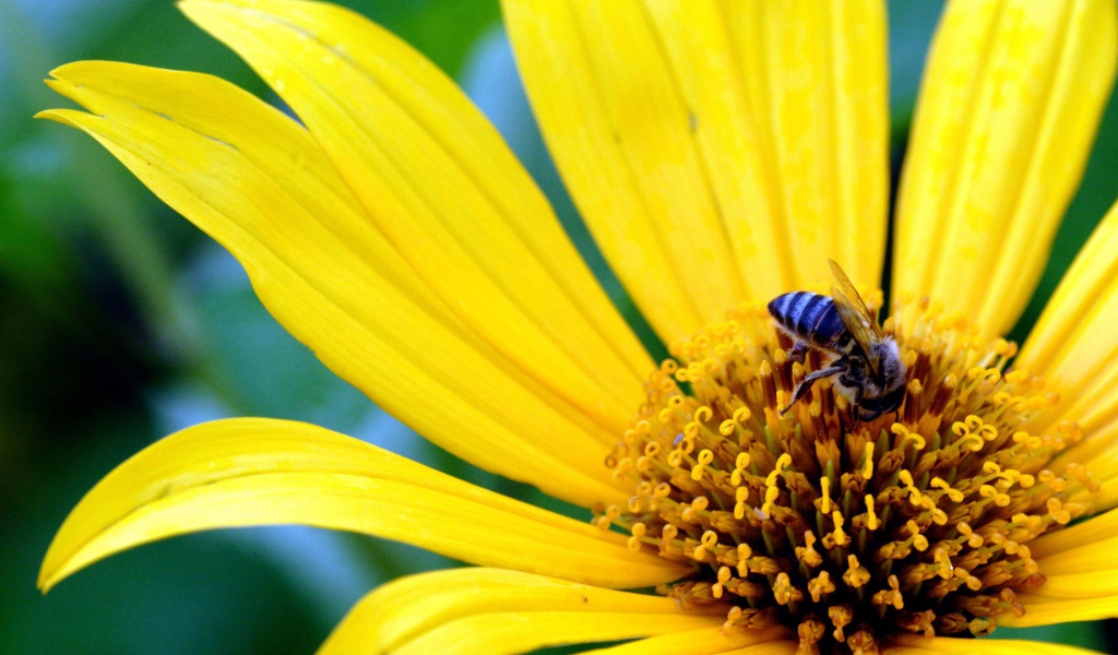 Большой желтый цветок