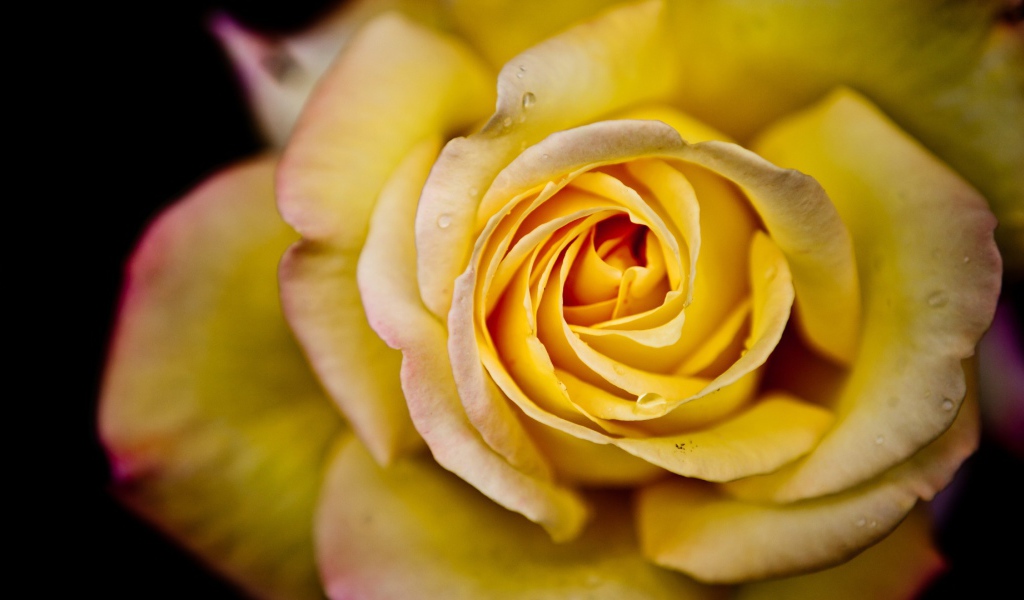 Большая жёлтая роза на чёрном фоне