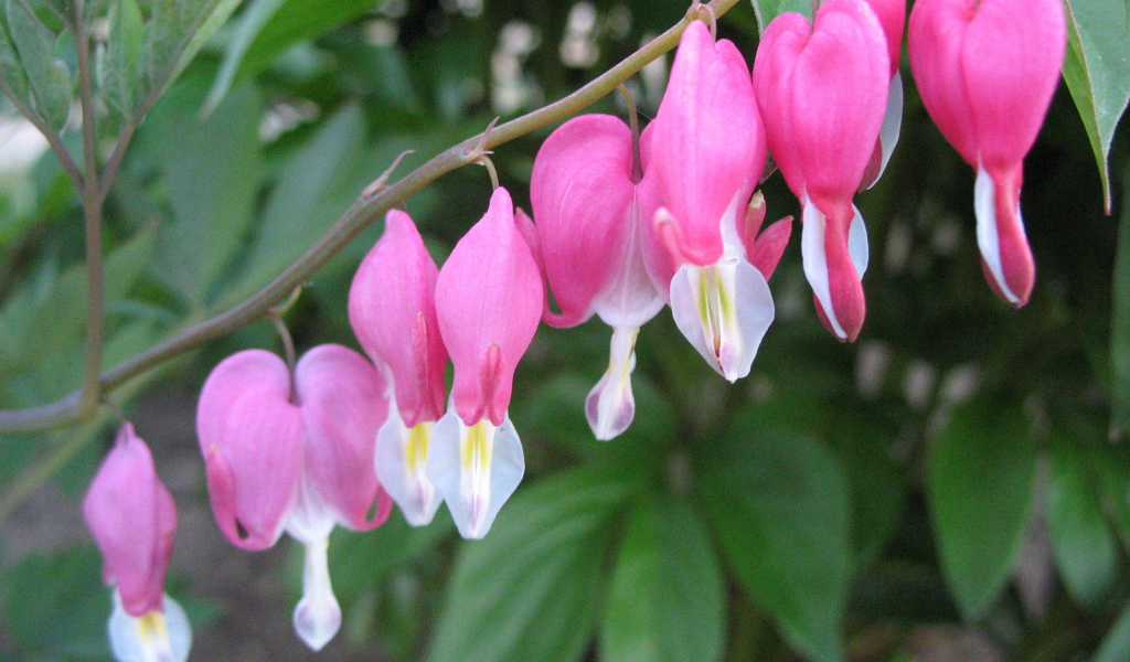 Выращивание цветов дицентра в саду