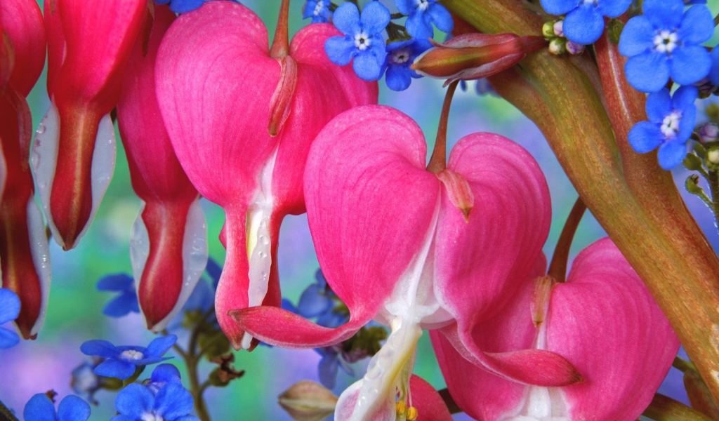 Цветы сердечки