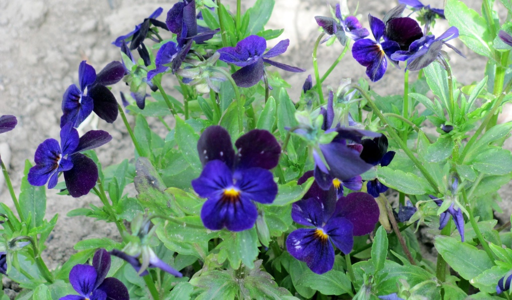 Расцвели прекрасные цветы анютины глазки в саду