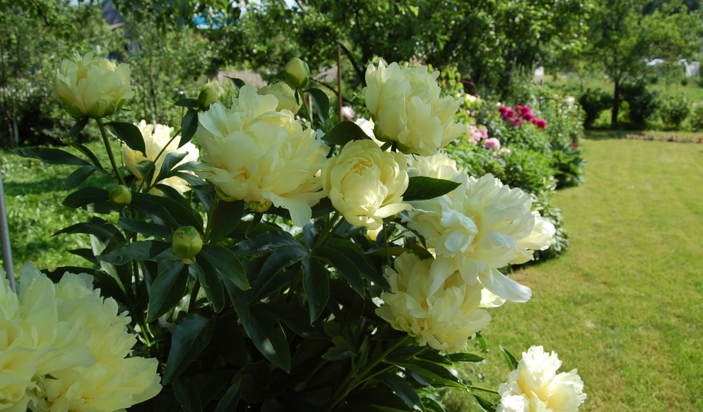 Расцвели красивые цветы пионы