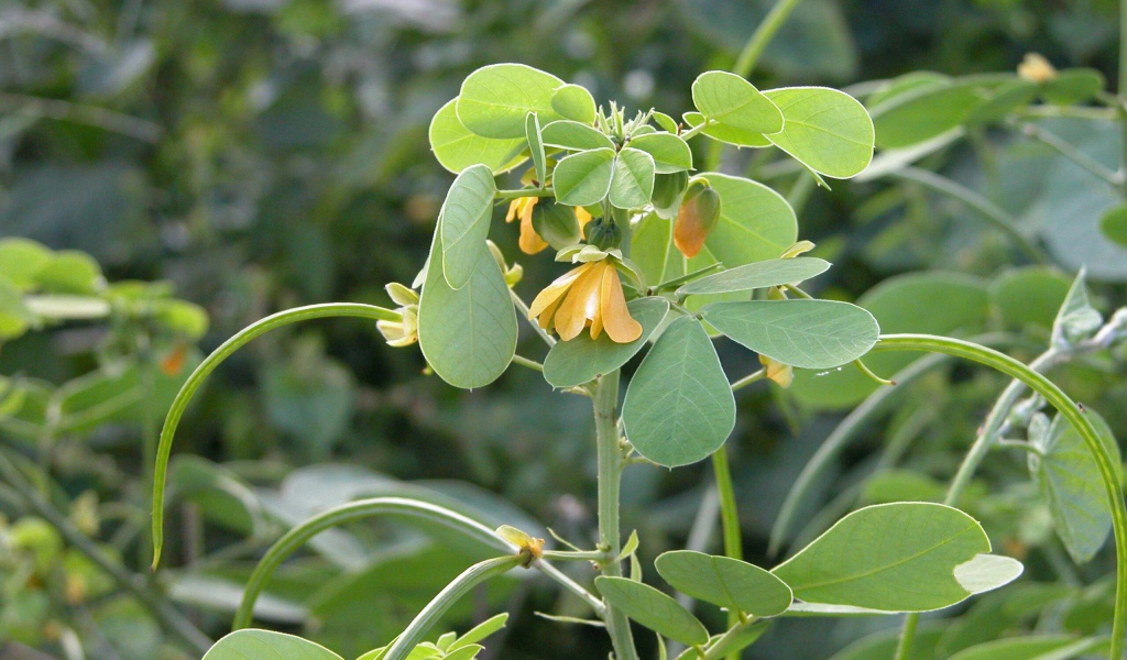Расцвели красивые цветы растения резухи