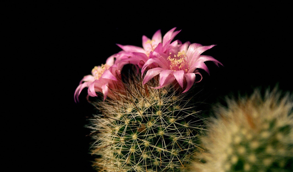 Цветущий кактус