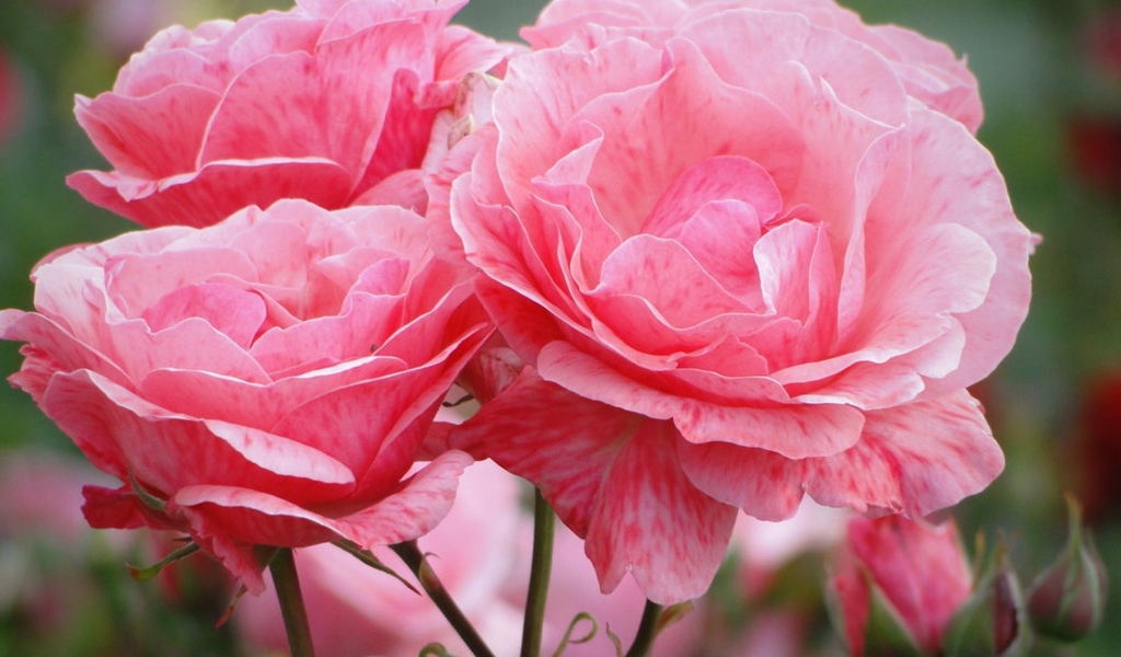 Распустившиеся розовые цветы