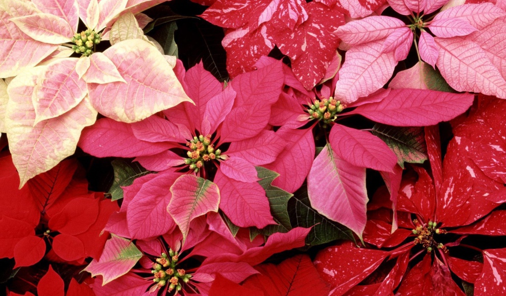 Красные цветы