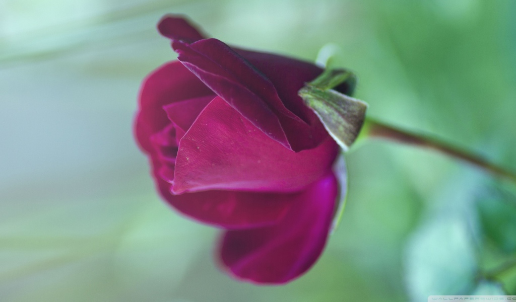 Цветущая фиолетовая роза