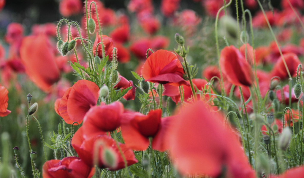 Цветущий восточный мак