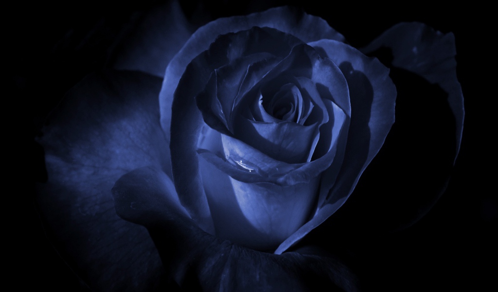 Синяя роза в темноте