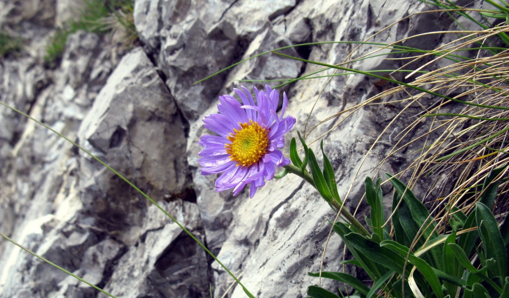 Синий цветок на камнях