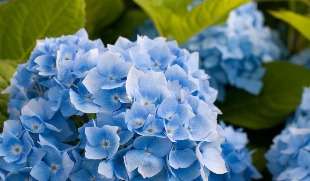 Голубые цветы и зеленые листья