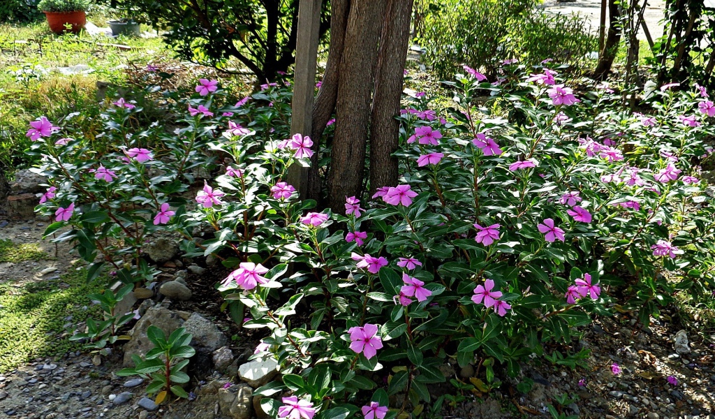 Синие цветы вокруг дерева