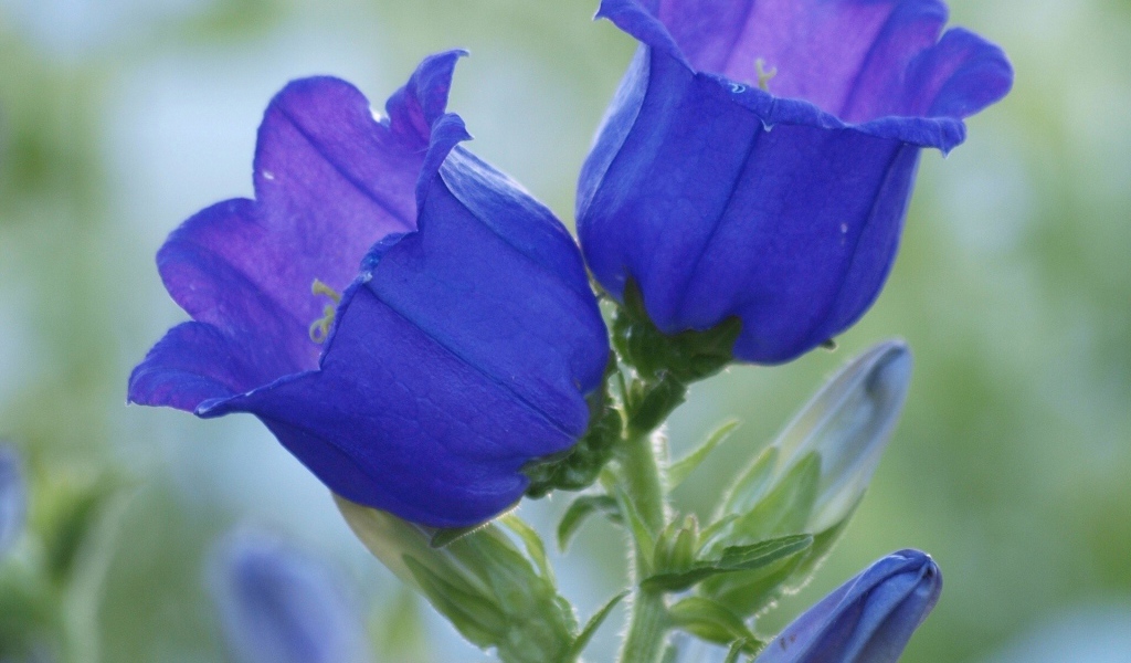 Синие цветы колокольчики