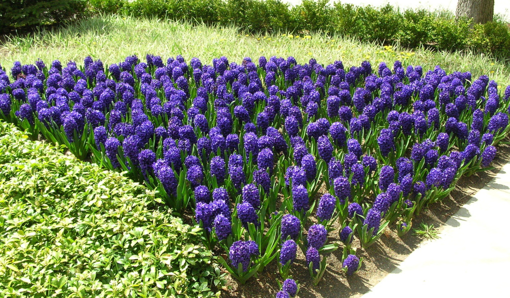 Цветы синие гиацинты расцвели на поляне