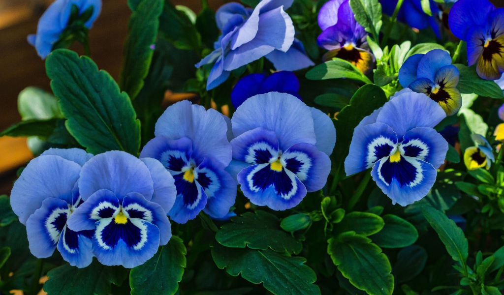 Голубые анютины глазки расцвели на поляне