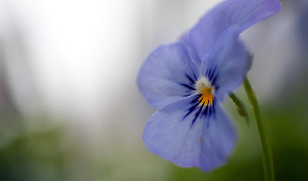 Голубой цветок анютины глазки
