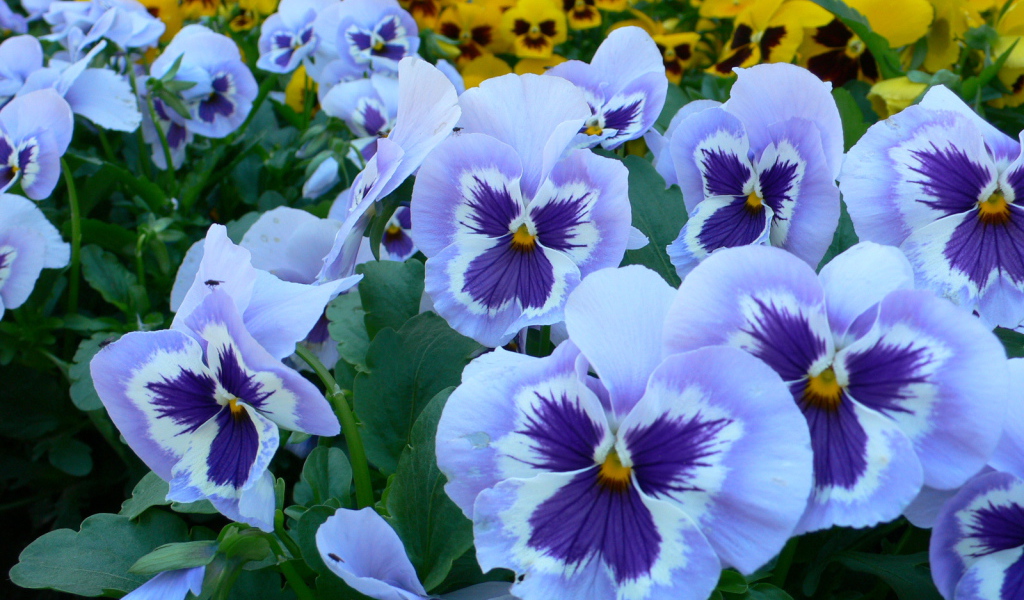 Голубые цветы анютины глазки на поляне