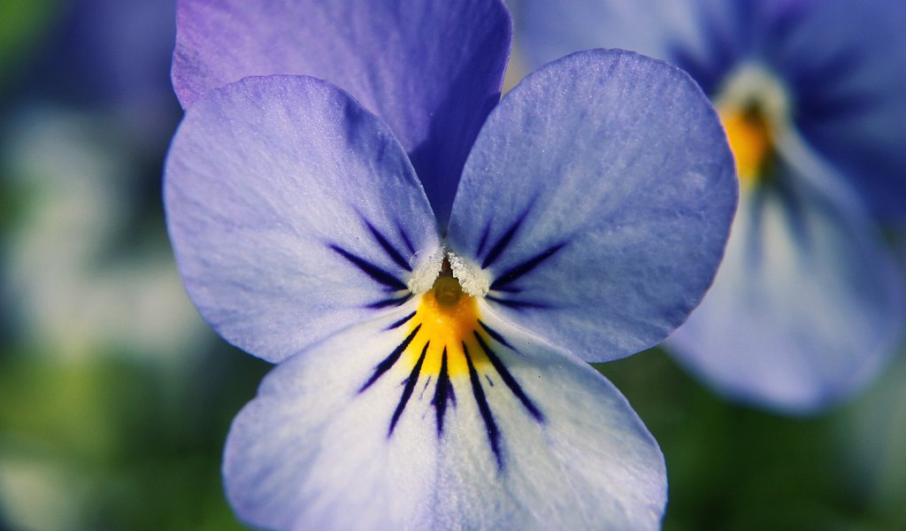 Голубые цветы анютины глазки в саду