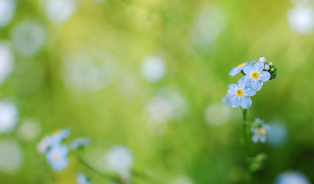 Цветы голубые анютины глазки на поляне