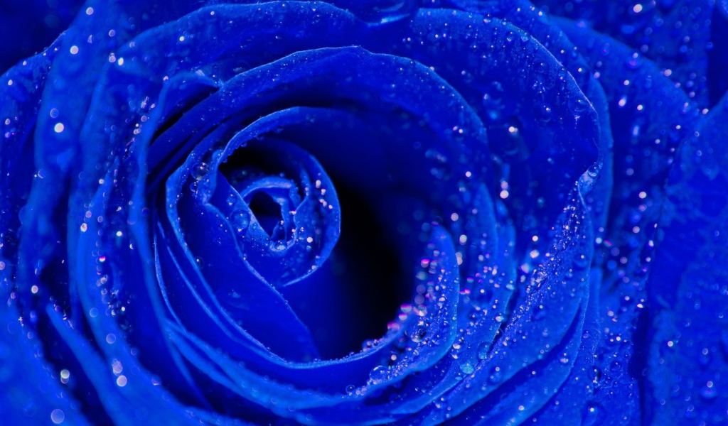 Синяя роза, сердцевина