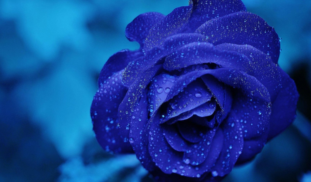 Синяя роза после проливного дождя