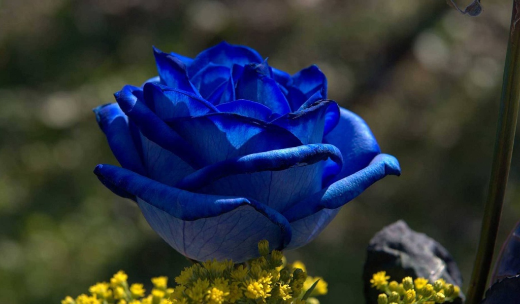 Синяя роза на рассвете