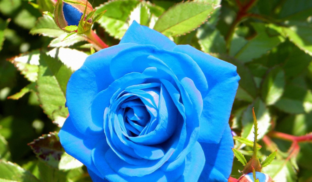 Синяя роза расцвела в саду