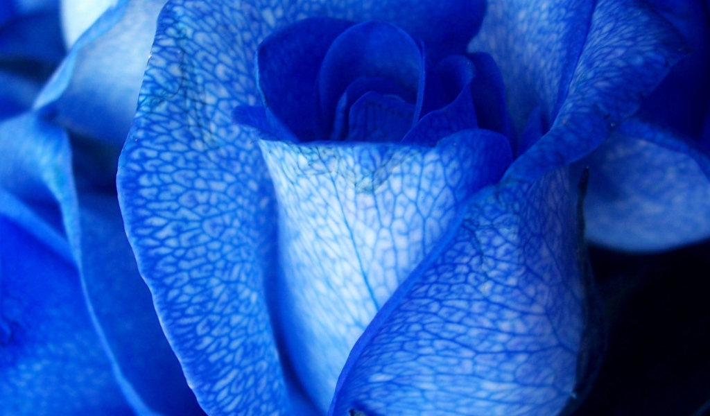 Синяя роза крупным планом