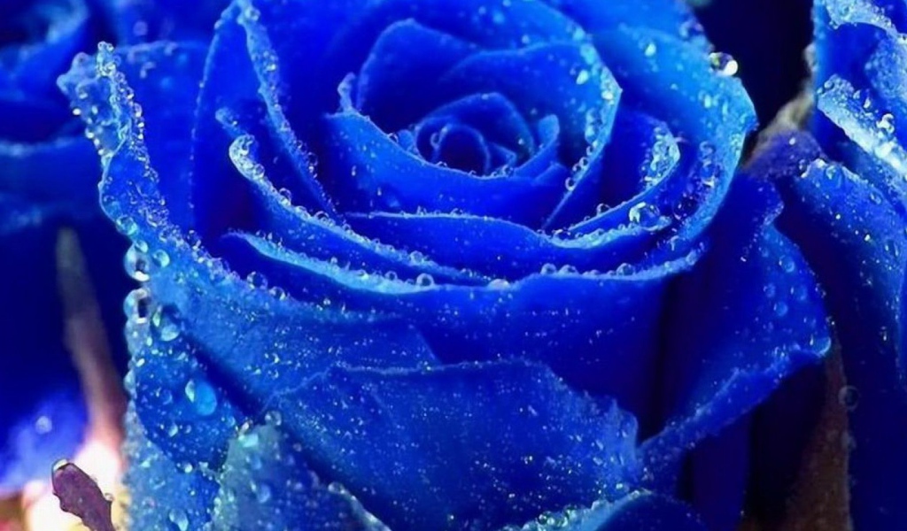 Синяя роза покрылась росой