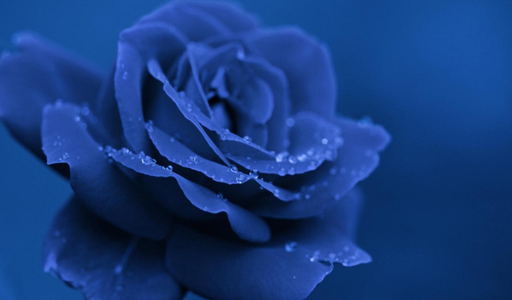 Синяя роза вечером