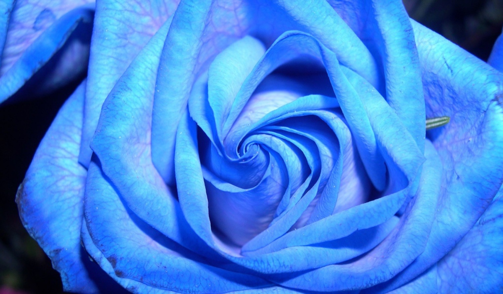 Синяя роза на тёмном фоне