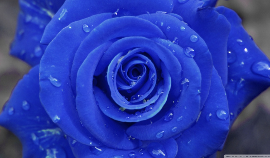 Синяя роза на сером фоне