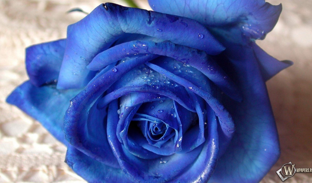 Синяя роза на белой скатерти