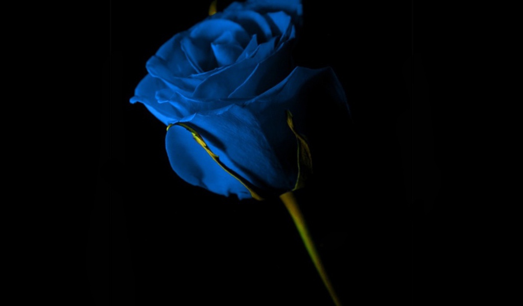 Синяя роза на чёрном фоне