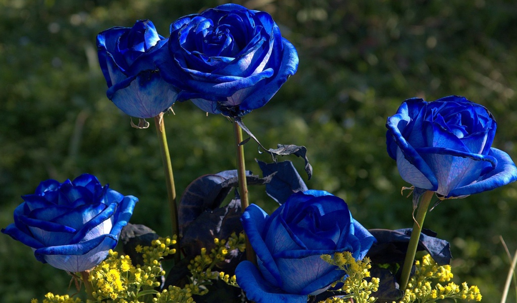 Синие розы цветут в саду