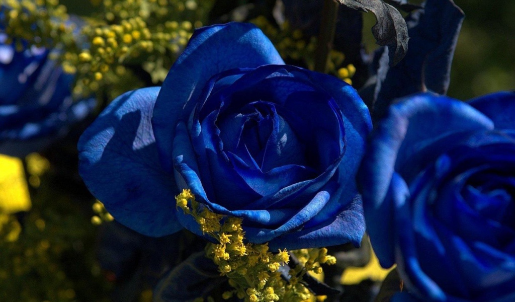 Синие розы в саду