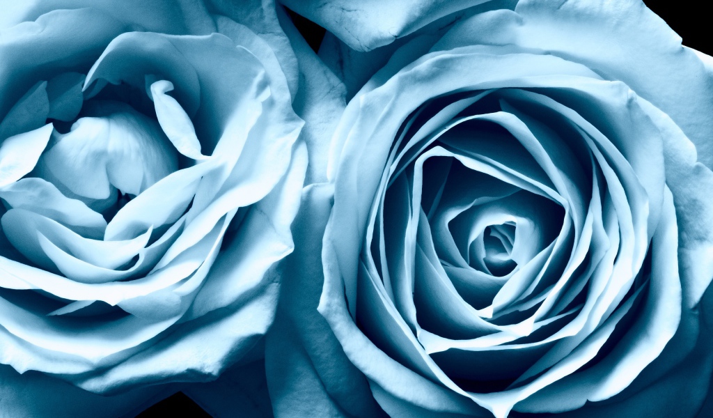 Голубые розы
