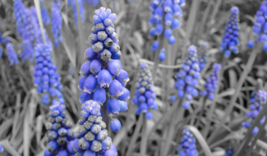 Синие колокольчики кисточкой