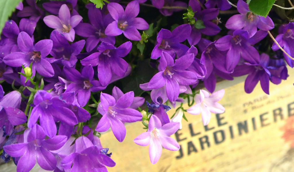 Колокольчики в ящике